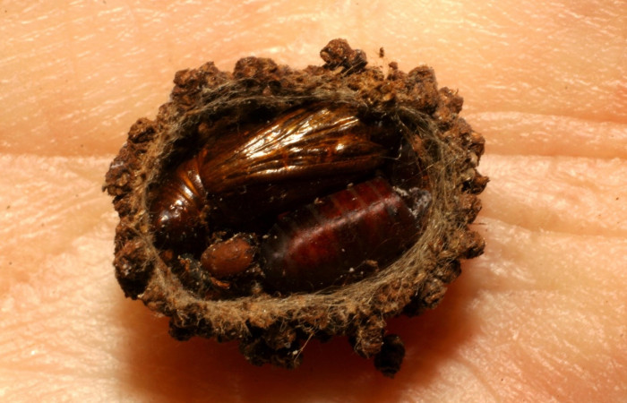 Figura 6. Restos de pupa de <i>Nephodia</i> Janzen18 (Geometridae) y pupario de mosca al lado de la familia (Tachinidae), <i>Winthemia</i> tricolorDHJ04, parásita en Nephodia Janzen18 . Voucher 05-SRNP-21535-DHJ415431.jpg.
