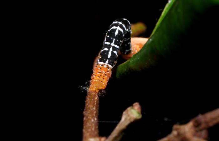 Figura 4. <i>Nephodia</i> Janzen18 (Geometridae) vista trasera, último estadio. La Perla, Estación Santa María. Voucher 09-SRNP-55647-DHJ459943.jpg.