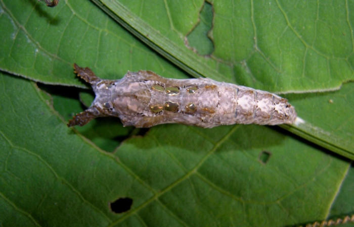 Figura 5. Pupa de <i>Dryadula phaetusa</i> (Nymphalidae), vista dorsal, localidad Pasmompa, Sector Pitilla ACG (440m). Voucher: 05-SRNP-31045-DHJ403938.jpg.