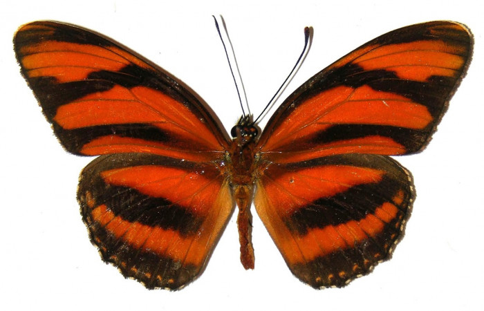 Figura 7. Adulto de <i>Dryadula phaetusa</i> (Nymphalidae), vista dorsal, localidad Pasmompa, Sector Pitilla ACG (440m). Voucher: 05-SRNP-31174-DHJ309112.jpg.