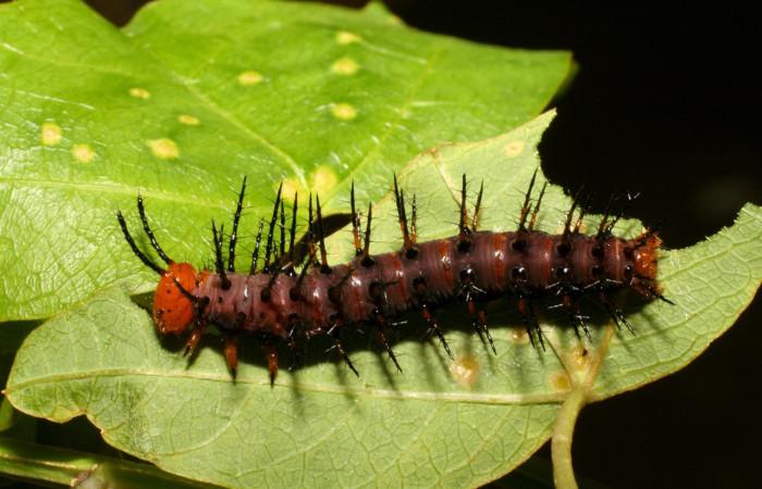 Figura 4. Larva <i>Dryadula phaetusa</i> (Nymphalidae), último estadío (U) vista dorsal, localidad Pasmompa, Sector Pitilla ACG (440m). Voucher: 06-SRNP-31284-DHJ425044.jpg.