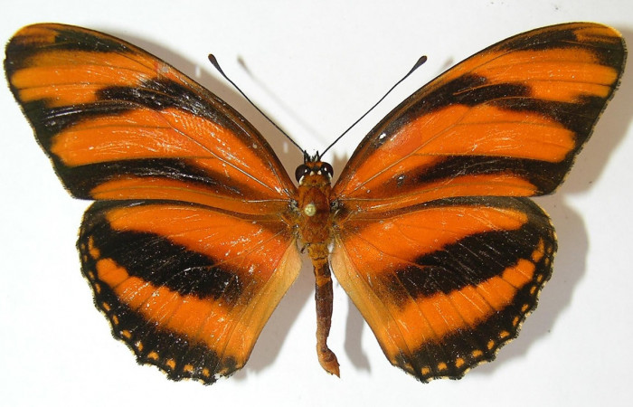 Figura 9. Adulto de <i>Dryadula phaetusa</i> (Nymphalidae), vista dorsal, localidad Selva, Sector Rincón Rain Forest ACG (410m). Voucher: 10-SRNP-80000-DHJ530498.jpg.