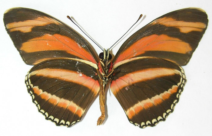Figura 10. Adulto de <i>Dryadula phaetusa</i> (Nymphalidae), vista ventral, localidad Selva, Sector Rincón Rain Forest ACG (410m). Voucher: 10-SRNP-80000-DHJ530499.jpg.