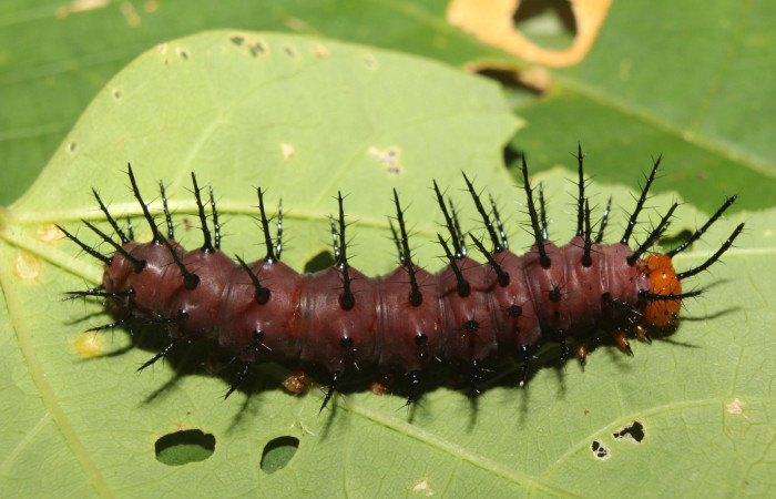 Figura 3. Larva <i>Dryadula phaetusa</i> (Nymphalidae), último estadío (U) vista dorsal, localidad Pasmompa, Sector Pitilla ACG (440m). Voucher: 17-SRNP-70359-DHJ733809.jpg.