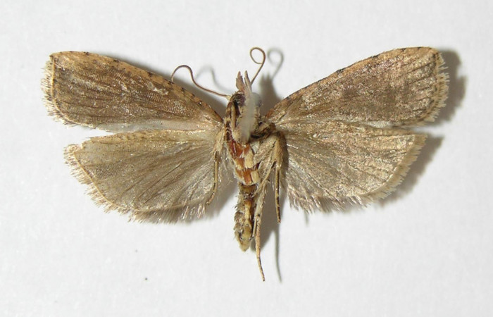 Fig. 11. Vista ventral de hembra de <i>Sparganocosma docsturnerorum</i> (Tortricidae). Voucher: 01-SRNP-23411.11-DHJ339101.jpg