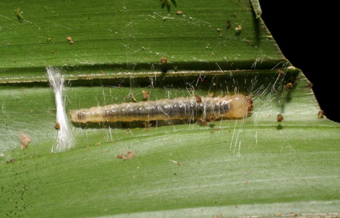 Fig. 1. Larva de <i>Sparganocosma docsturnerorum</i> (Tortricidae), en su planta hospedera donde crea un refugio donde protegerá de los depredadores, <i>Asplundia utilis</i> (Cyclanthaceae). Voucher: 06-SRNP-44496-DHJ420928.jpg