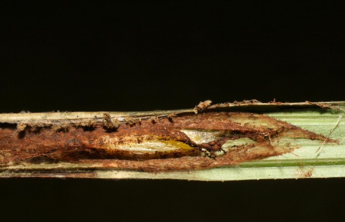 Fig. 7. Vista de capullo de (Ichneumonidae) <i>Sphelodon wardae</i>, parásito en en <i>Sparganocosma docsturnerorum</i>, (Tortricidae). Voucher: 07-SRNP-40056-DHJ418837.jpg