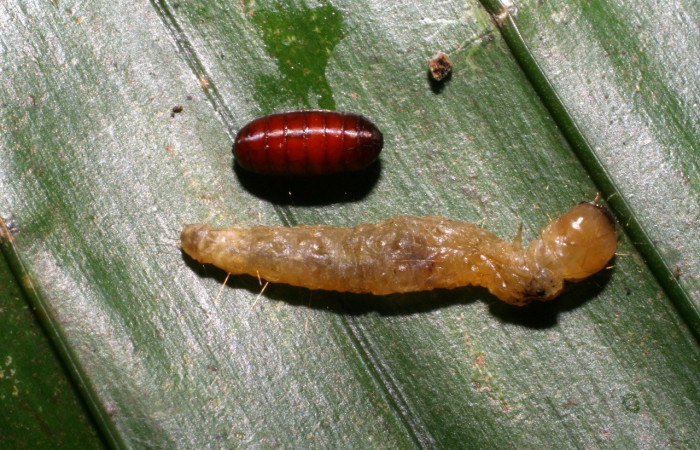 Fig. 9. Vista de pupario de (Tachinidae), parásito <i>Actia</i> Janzen26 saliendo de la larva <i>Sparganocosma docsturnerorum</i>, (Tortricidae). Voucher: 07-SRNP-40057-DHJ418838.jpg