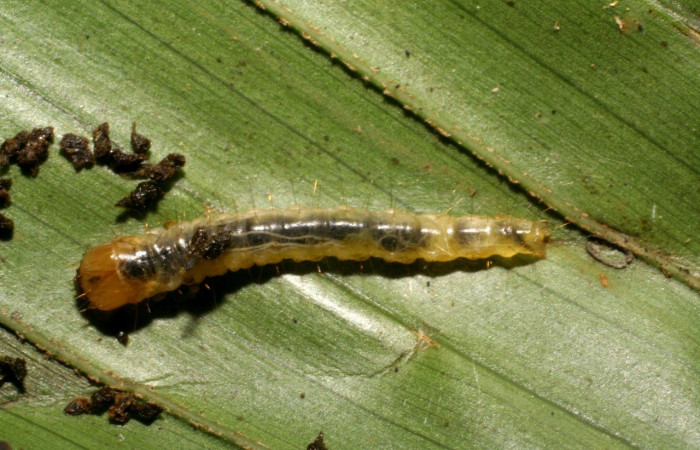 Fig. 5. Vista dorsal de larva <i>Sparganocosma docsturnerorum</i> (Tortricidae), aquí se notan los pelos que posee la larva de un color amarillo dorado. Voucher: 07-SRNP-40061-DHJ418841.jpg