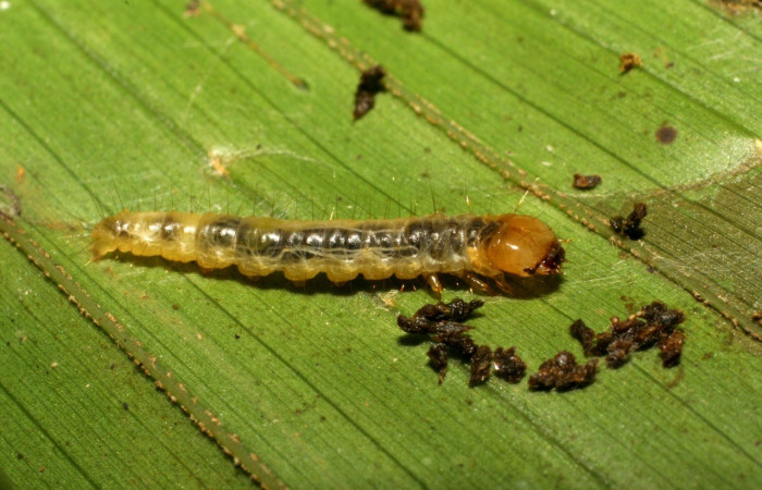 Fig. 3. Vista lateral de larva <i>Sparganocosma docsturnerorum</i> (Tortricidae). Voucher: 07-SRNP-40061-DHJ418842.jpg