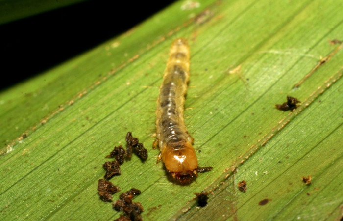 Fig. 4. Vista de la cabeza de larva <i>Sparganocosma docsturnerorum</i> (Tortricidae). Voucher: 07-SRNP-40061-DHJ418843.jpg