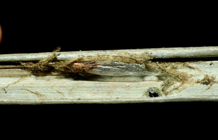 Fig. 8. Vista de capullo transparente de (Ichneumonidae) <i>Sphelodon wardae</i>, parásito en <i>Sparganocosma docsturnerorum</i>, (Tortricidae). Voucher: 07-SRNP-40223-DHJ452791.jpg