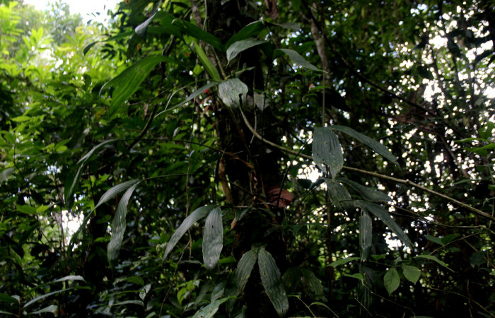 Fig. 14. Planta hospedera de <i>Sparganocosma docsturnerorum</i>, (Tortricidae), <i>Asplundia utilis</i> (Cyclanthaceae). Foto tomada por Minor Carmona, en Estación Biológica Wege, Octubre 2022.