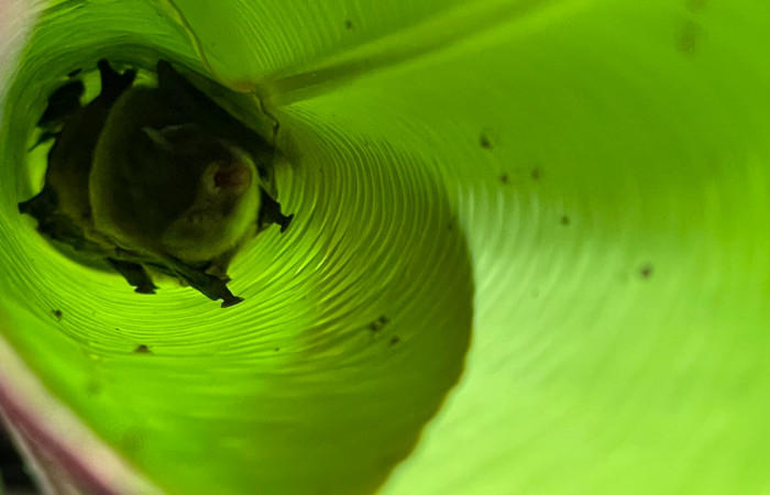 Colonia de Thyroptera tricolor perchada en una hoja de Heliconia cercanias del sector RRF-ACG Fuente Hernan Chaverri 2022 