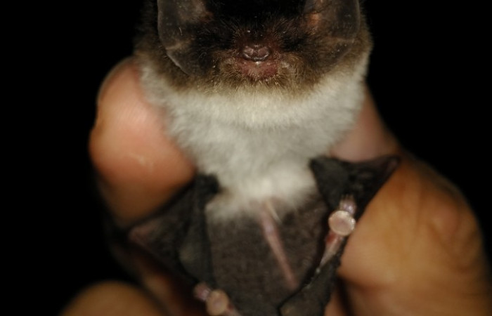 Limón, El Peje, Bajo Chirripó, Comunidad Indígena Zeledón. 2021 Foto: Diego Salas Solano