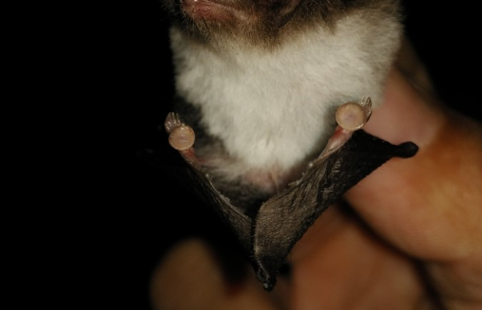 Limón, El Peje, Bajo Chirripó, Comunidad Indígena Zeledón. 2021 Foto: Diego Salas Solano