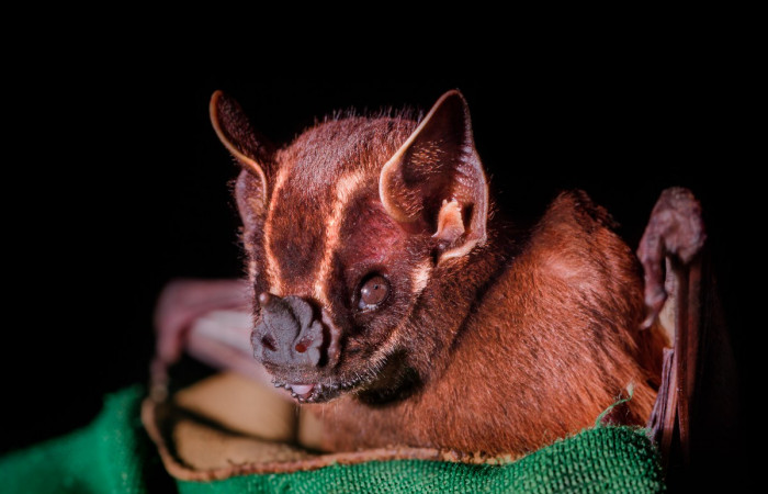 Josh Hydeman / Bat Conservation International