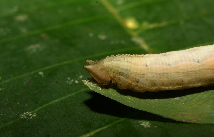 Figura 10. Larva <i>Taygetis salvini</i>, Nymphalidae, último estadio posición lateral cabeza, planta hospedera <i>Rhipidocladum racemiflorum</i> (Poaceae). Mide 37 mm aproximadamente. Voucher: 12-SRNP-70392-DHJ495083.jpg.
