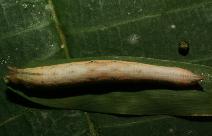 Figura 11. Larva <i>Taygetis salvini</i>, Nymphalidae, último estadio posición dorsal, planta hospedera <i>Rhipidocladum racemiflorum</i> (Poaceae). Mide 37 mm aproximadamente. Voucher: 12-SRNP-70392-DHJ495084.jpg.