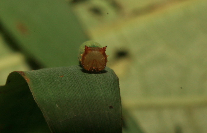 Figura 2. Larva <i>Taygetis salvini</i>, Nymphalidae, tercer estadio posición frontal la cabeza, planta hospedera <i>Rhipidocladum racemiflorum</i> (Poaceae). Mide 15 mm aproximadamente. Voucher: 11-SRNP-33490-DHJ484956.jpg.