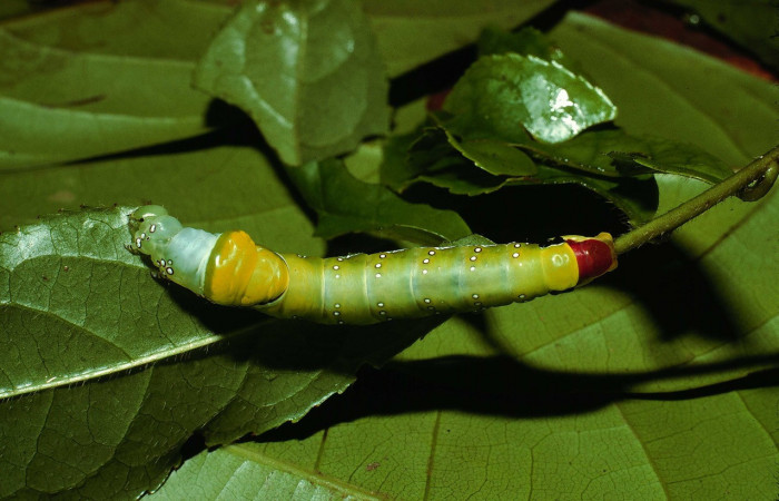 Fig. 2. Larva de <i>Prepana</i> pulcheriaDHJ01 (Notodontidae), alimentándose de <i>Symplocos nanaflora</i> (Symplocaceae). Voucher: 02-SRPN-9527-DHJ66881.