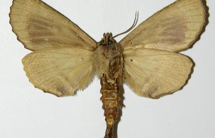 Fig. 16. Vista ventral de macho de  <i>Prepana</i> pulcheriaDHJ02 (Notodontidae), coloración presente en machos de <i>Prepana</i> pulcheriaDHJ01. Voucher: 02-SRPN-9528-DHJ301465.