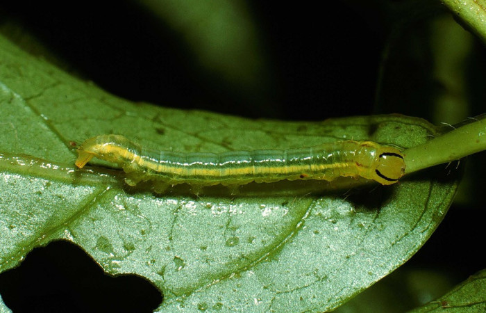 Fig. 1. Larva de <i>Prepana</i> pulcheriaDHJ02 (Notodontidae), alimentándose de <i>Symplocos nanaflora</i> (Symplocaceae). Voucher: 02-SRPN-9528-DHJ66882.