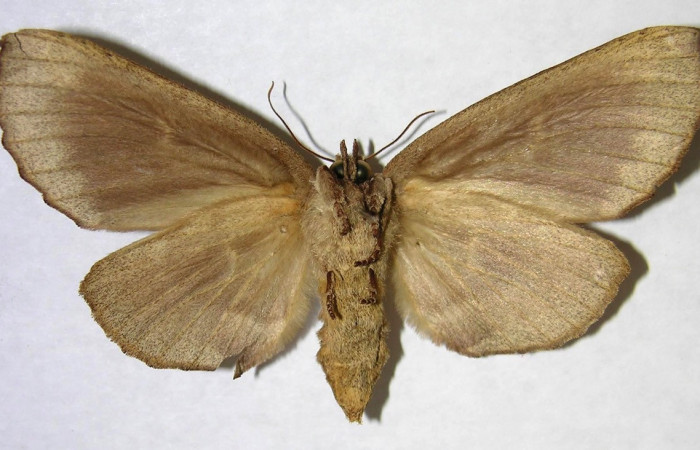 Fig. 18. Hembra de <i>Prepana</i> pulcheriaDHJ02 (Notodontidae), vista ventral con morfologia idéntica a Prepana pulcheriaDHJ01. Voucher: 03-SRPN-22070-DHJ362094.