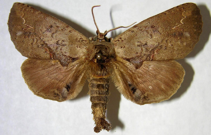 Fig. 11. Macho de  <i>Prepana</i> pulcheriaDHJ01 (Notodontidae), con coloración de sus escamas dorsales típico de polillas nocturnas. Voucher: 03-SRPN-4591-DHJ362090.