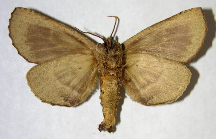 Fig. 12. Macho de  <i>Prepana</i> pulcheriaDHJ01 (Notodontidae), color ventral café muy similar a hembras y machos de ambas especies. Voucher: 03-SRPN-4591-DHJ362091.