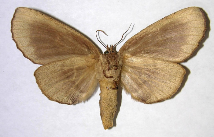 Fig. 14. Hembra de <i>Prepana</i> pulcheriaDHJ01 (Notodontidae), vista ventral muy parecido a <i>Prepana</i> pulcheriaDHJ02. Voucher: 03-SRPN-4594-DHJ362106.