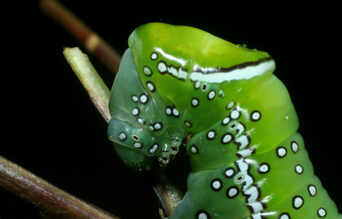 Fig. 8. Detalle lateral cabeza <i>Prepana</i> pulcheriaDHJ02 (Notodontidae), alimentándose de <i>Symplocos naniflora</i> (Symplocaceae). Voucher: 09-SRPN-35875-DHJ455720.
