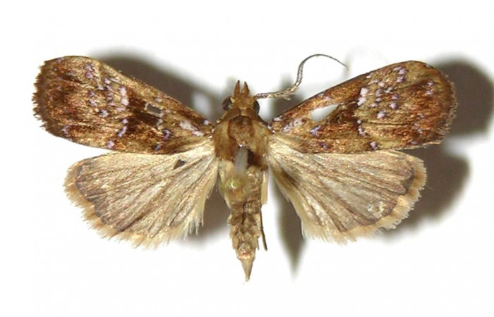 Figura 26. Adulto <i>Rivula</i> Poole05 (Erebidae). (01-SRNP-25105-DHJ321644).