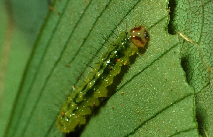 Figura 9. Detalle de alimentación, <i>Rivula</i> Janzen62DHJ02 (Erebidae). (01-SRNP-5486-DHJ62904).