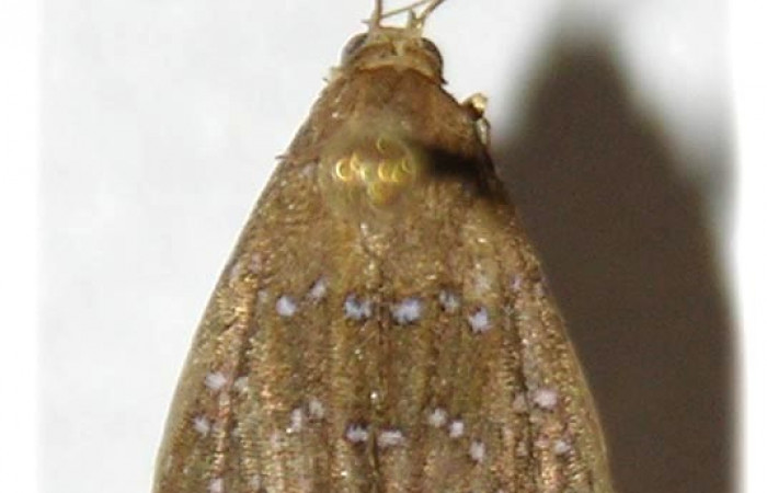 Figura 25. Adulto <i>Rivula</i> Poole03 (Erebidae). (01-SRNP-5777-DHJ321790).