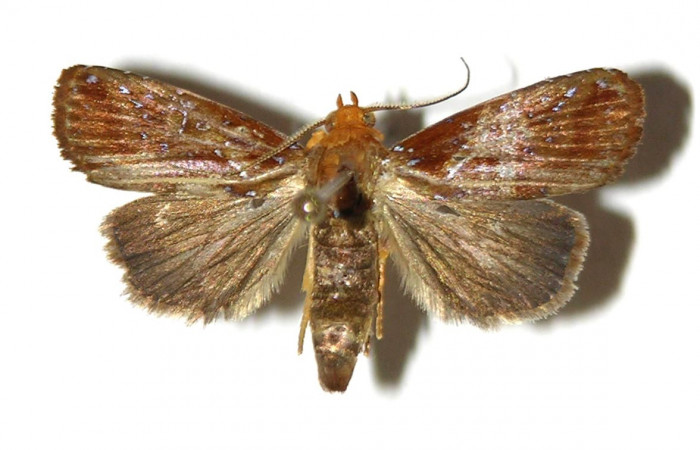 Figura 28. Adulto <i>Rivula</i> Poole06 (Erebidae). (02-SRNP-30047-DHJ321598).