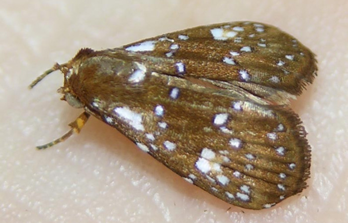 Figura 29. Adulto <i>Rivula</i> Poole02DHJ03 (Erebidae). (03-SRNP-21968-DHJ511014).