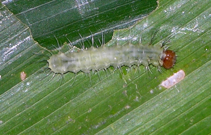 Figura 10. Detalle dorsal, <i>Rivula</i> Poole08 (Erebidae). (05-SRNP-24620-DHJ409249).