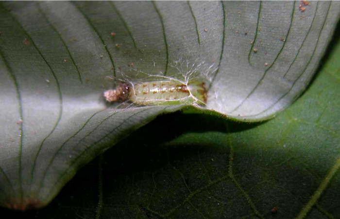 Figura 16. Detalle de pupa, <i>Rivula</i> Poole02DHJ03 (Erebidae). (05-SRNP-33840-DHJ424136).