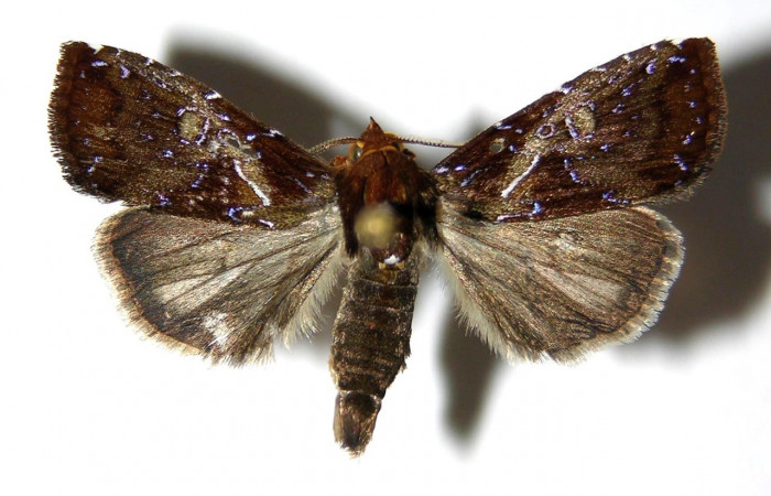 Figura 30. Adulto <i>Rivula</i> Poole08 (Erebidae). (05-SRNP-7370-DHJ328596).