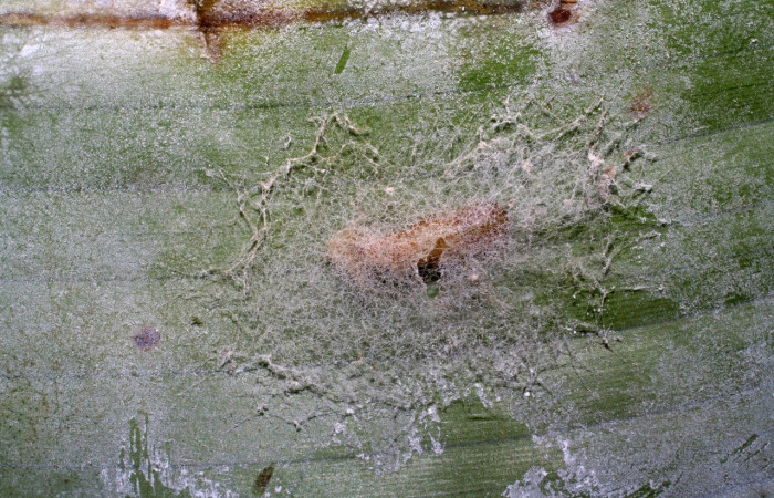 Figura 17. Detalle de pupa, <i>Rivula</i> Poole03 (Erebidae). (06-SRNP-40432-DHJ413988).