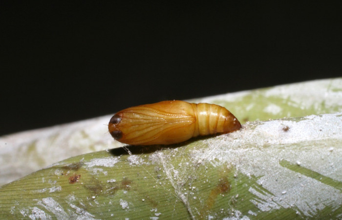 Figura 18. Detalle de pupa, <i>Rivula</i> Poole03 (Erebidae). (06-SRNP-40964-DHJ414147).