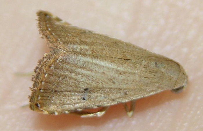 Figura 24. Adulto <i>Rivula pusilla</i> (Erebidae). (06-SRNP-47534-DHJ511030).