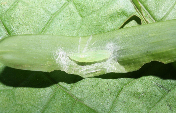 Figura 15. Detalle de pupa, <i>Rivula pusilla</i> (Erebidae). (11-SRNP-23280-DHJ492866)