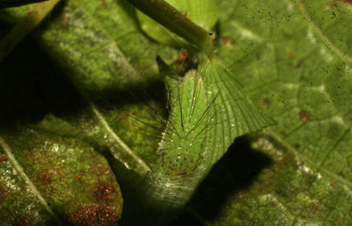 Figura 6. Detalle de cabeza, <i>Rivula pusilla</i> (Erebidae). (11-SRNP-33245-DHJ484630).