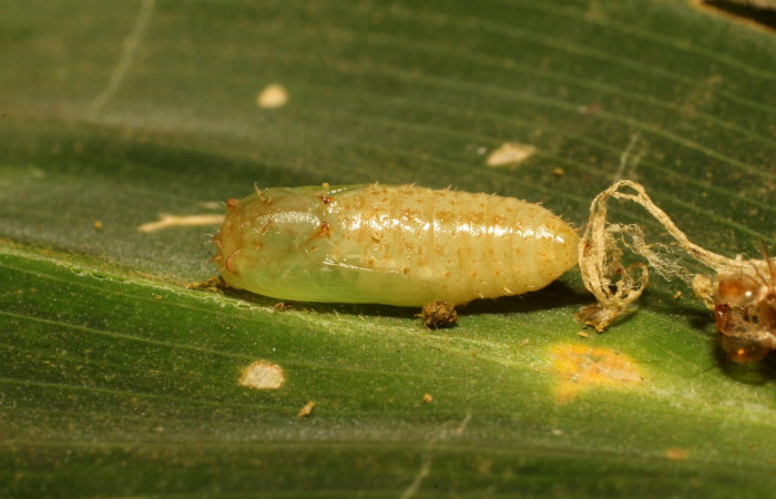 Figura 20. Detalle de pupa <i>Rivula</i> Poole01 (Erebidae). (20-SRNP-35925-DHJ770661).