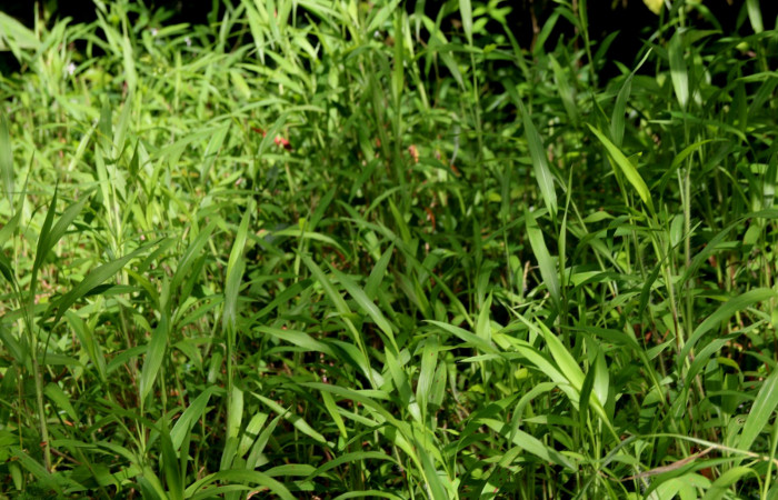 Fig 1. Unas de las planta hospedera donde se alimenta <i>Rivula pusilla</i> (Erebidae) <i>Ischaemum timorense</i> (Poaceae). Foto Minor Carmona Sendero Aura Estación Biológica Wege.