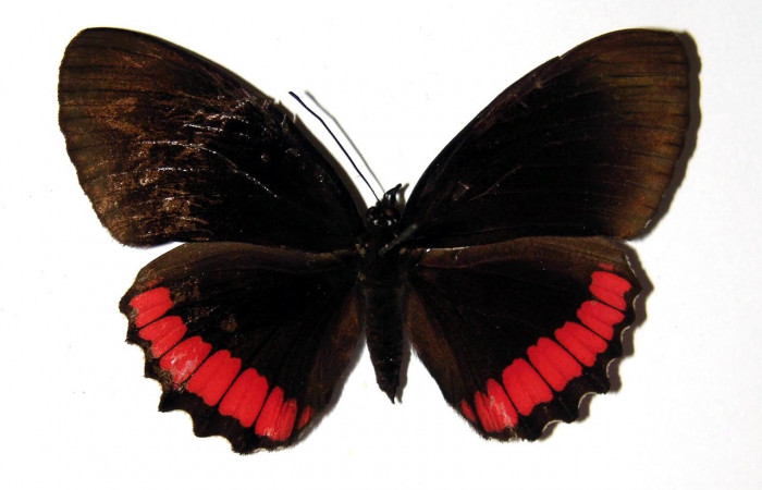 Figura 10. Adulto de <i>Biblis</i> aganisaDHJ02 (Nymphalidae), macho vista dorsal, localidad Finca Araya Sector El Hacha ACG (295m). Voucher: 02-SRNP-31578-DHJ97704.jpg.