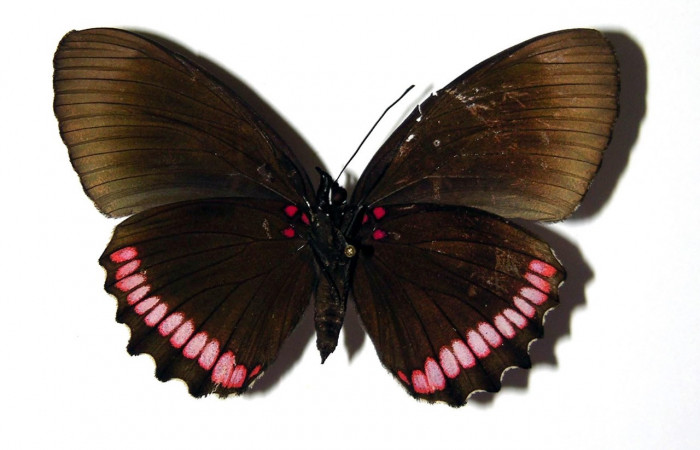 Figura 11. Adulto de <i>Biblis</i> aganisaDHJ02 (Nymphalidae), macho vista ventral, localidad Finca Araya Sector El Hacha ACG (295m). Voucher: 02-SRNP-31578-DHJ97705.jpg.