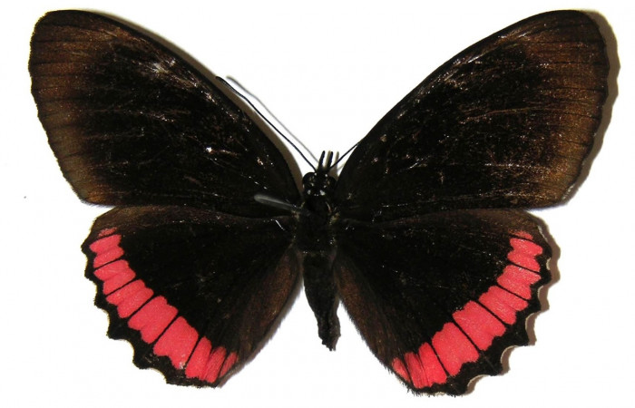 Figura 12. Adulto de <i>Biblis</i> aganisaDHJ02 (Nymphalidae), hembra vista dorsal, localidad Sendero Moraga Sector Del Oro ACG (400m). Voucher: 04-SRNP-26165-DHJ309252.jpg.